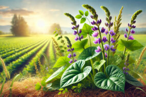 Hyacinth Bean: Health Benefits, Effects on Men’s Health, Prostate Health, Urinary Benefits, Uses, and Ingestion Methods
