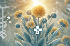 Immortelle and Prostate Health: A Review on Its Benefits, Ingestion Methods, and Urinary Support