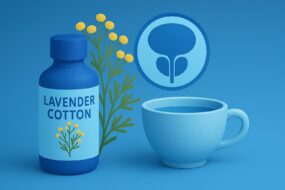 Lavender Cotton (Santolina chamaecyparissus): A Review of Its Health Benefits with a Focus on Men’s Health and Prostate Function