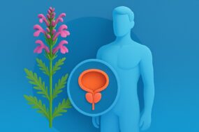 Lousewort (Pedicularis spp.): An Exploration of Its Health Impacts, with Emphasis on Men’s Prostate and Urinary Wellness