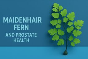 Maidenhair Fern and Prostate Health: A Review of Its Therapeutic Potential and Ingestion Methods