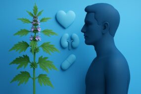 Motherwort (Leonurus cardiaca): Health Benefits, Prostate Support, Urinary Function, and Therapeutic Applications in Men’s Health