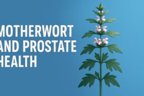 Motherwort (Leonurus cardiaca): A Review of Its Effects on Prostate Health and Urinary Function