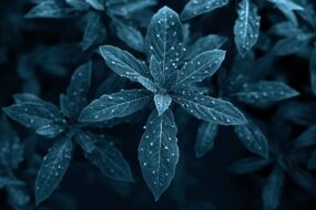 Northern Prickly Ash (Zanthoxylum americanum): Prostate Health, Urinary Benefits, and Ingestion Methods