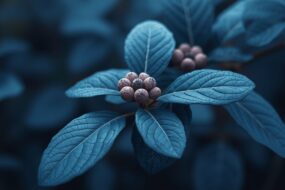 Northern Prickly Ash (Zanthoxylum americanum): Health Effects, Men’s Health Benefits, Prostate Health, Urinary Support, Uses, and Ingestion Methods