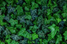 Ground Ivy: Health Benefits, Uses, and Applications