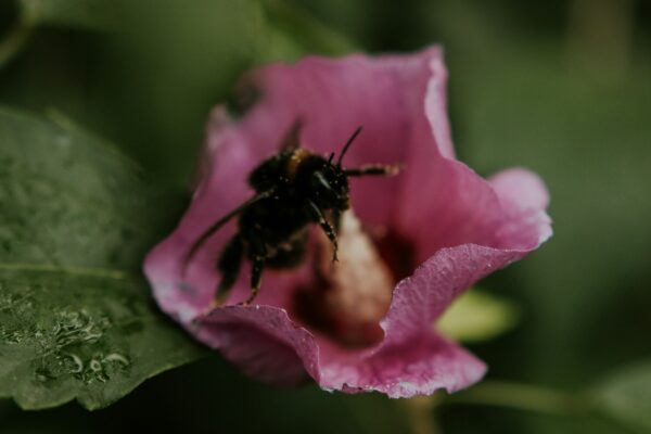 Bee Pollen and Its Benefits for Middle-Aged Men’s Health