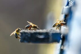 Bee Venom and Prostate Health: A Comprehensive Review