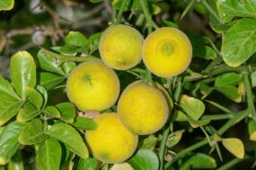 Bitter Orange and Its Effects on Health: A Focus on Men’s Health, Prostate Health, and Urinary Benefits