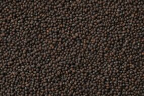Black Mustard: Implications for Men’s Health, Prostate Health, and Urinary Benefits