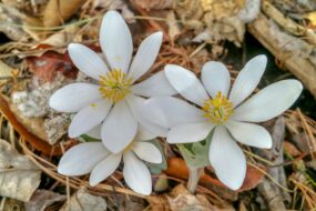 Bloodroot: A Comprehensive Review with a Focus on Men’s Health