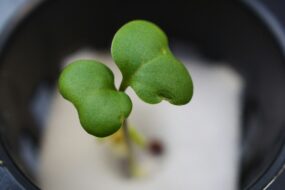 Broccoli Sprouts: Health Benefits, with a Focus on Men’s Health, Prostate Health, and Urinary Benefits