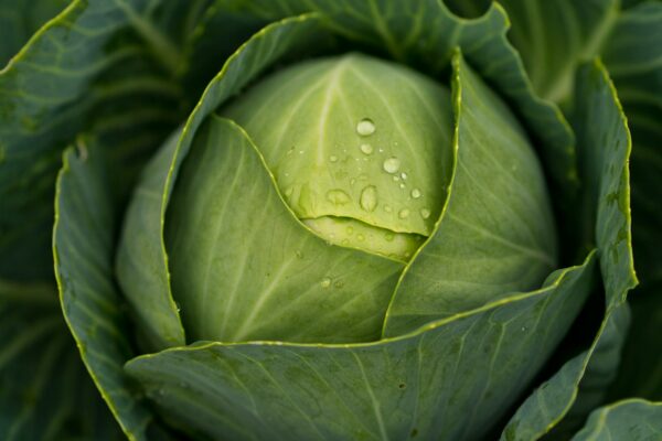 Cabbage: A Nutrient-Packed Superfood for Middle-Aged Men