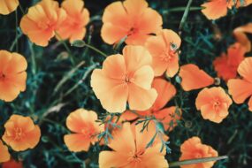 California Poppy (Eschscholzia californica): Its Effects on Prostate Health and Urinary Benefits