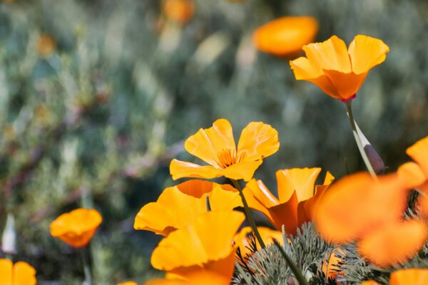 California Poppy and Its Benefits for Middle-Aged Men’s Health