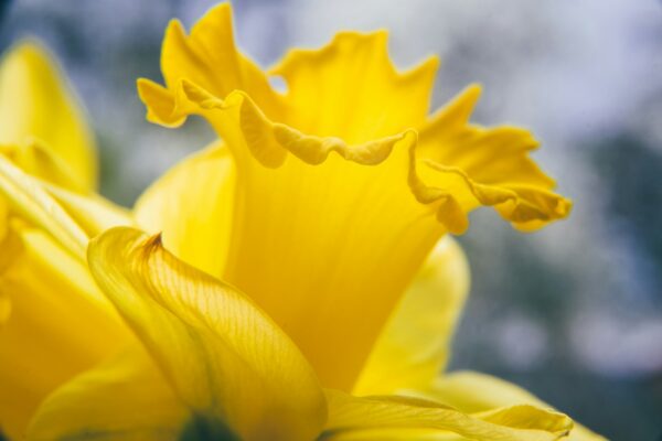 Daffodil and Its Benefits for Middle-Aged Men’s Health