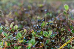 Bog Bilberry and its Health Effects