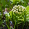Butterbur and Its Benefits for Middle-Aged Men’s Health