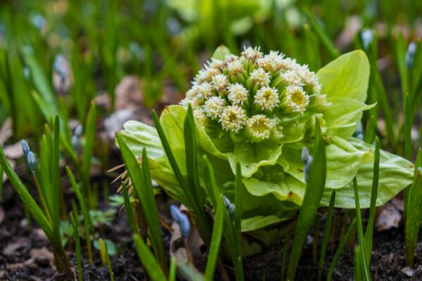 Butterbur and Its Benefits for Middle-Aged Men’s Health