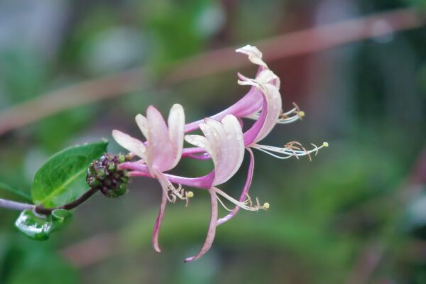 Honeysuckle: A Natural Remedy for Middle-Aged Men’s Health – Benefits, Uses, and Ingestion Methods