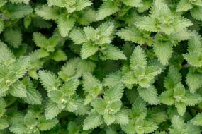 Catnip and Prostate Health