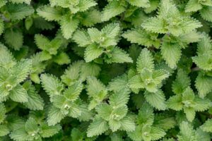Catnip and Prostate Health