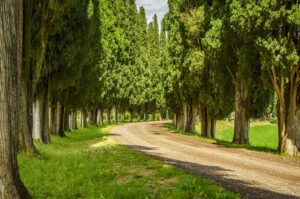 Cypress and Its Effects on Prostate Health