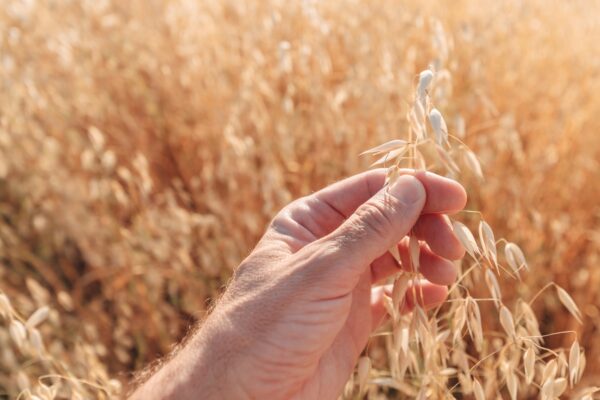 Oats: A Nutrient-Packed Superfood for Middle-Aged Men’s Health