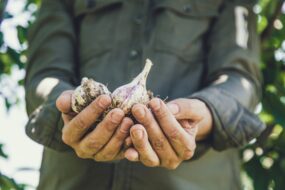 Garlic and Prostate Health
