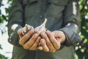 Garlic and Prostate Health