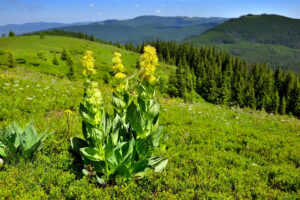 Gentian: Effects on Prostate Health and Urinary Benefits