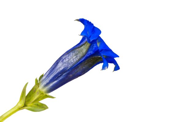 Gentian: Benefits for Middle-Aged Men’s Health