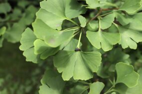 Ginkgo: Effects on Health and Men’s Wellness