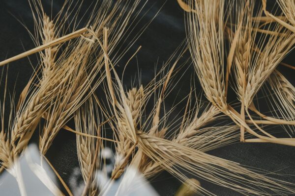 Barley and Its Health Benefits for Middle-Aged Men