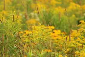 Goldenrod: Effects on Health, Men’s Health, Prostate Health, Urinary Benefits, Uses, and Ingestion Methods