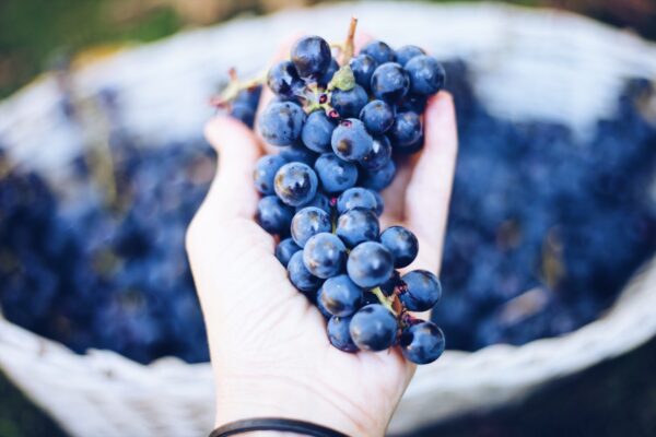 Grapes: A Superfruit for Middle-Aged Men’s Health