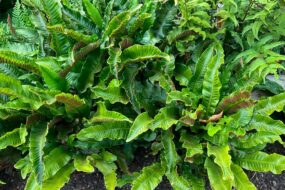 Hart’s Tongue: Health Benefits, Uses, and Ingestion Methods