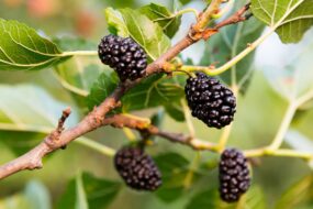 Black Mulberry (Morus nigra) and Prostate Health