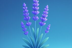 Lavender and Prostate Health: An Overview of Benefits, Ingestion, and Emerging Research