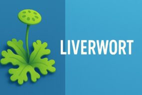 Liverwort (Marchantiophyta) and Its Potential Effects on Prostate Health