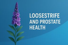 Loosestrife (Lythrum salicaria): An Exploration of Its Effects on Prostate and Urinary Health