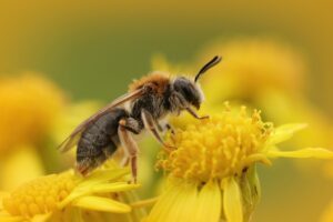 Golden Ragwort: Effects on Men’s Health, Prostate Health, and Urinary Benefits