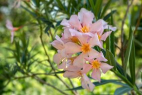 Oleander (Nerium oleander): Health Effects—with Focus on Men’s Health, Prostate/Urinary Claims, Uses, and “Ingestion” Safety