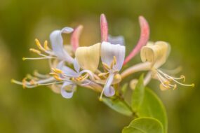 Honeysuckle: Health Benefits with a Focus on Men’s Health, Prostate Health, and Urinary Benefits