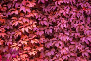 Ground Ivy: Effects on Prostate Health and Urinary Benefits