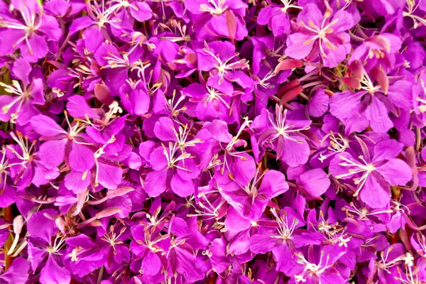 Fireweed: Benefits for Middle-Aged Men’s Health and How to Use It