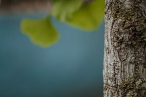 Oak Bark and Prostate Health: Benefits, Mechanisms, and Usage