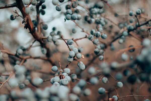 Blackthorn and Its Benefits to Middle-Aged Men’s Health