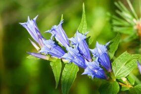 Gentian: Exploring Its Health Benefits with a Focus on Men’s Health and Prostate Wellness