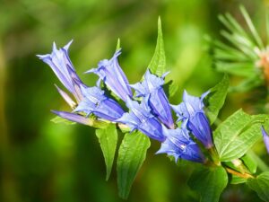 Gentian: Exploring Its Health Benefits with a Focus on Men’s Health and Prostate Wellness